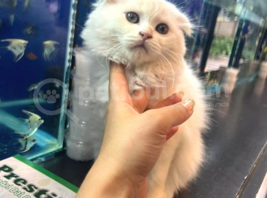 Kedi