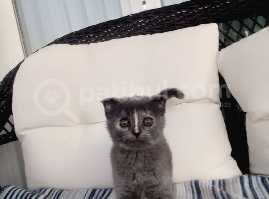 En Güzel Pati Dostu görsel