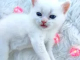 Brtirish Longhair Shorthair Blue Point Beyaz