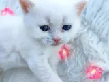 Brtirish Longhair Shorthair Blue Point Beyaz