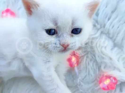 Brtirish Longhair Shorthair Blue Point Beyaz görsel