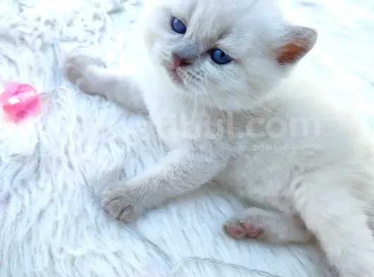 Brtirish Longhair Shorthair Blue Point Beyaz