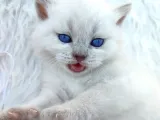 Brtirish Longhair Shorthair Blue Point Beyaz