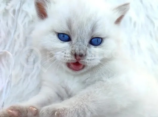 Brtirish Longhair Shorthair Blue Point Beyaz görsel