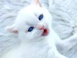 Brtirish Longhair Shorthair Blue Point Beyaz