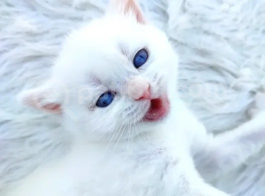 Brtirish Longhair Shorthair Blue Point Beyaz görsel