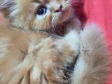 Son Kaldi Safkan Beyaz Ve Sari Chincilla