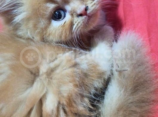 Son Kaldi Safkan Beyaz Ve Sari Chincilla görsel