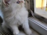 Son Kaldi Safkan Beyaz Ve Sari Chincilla