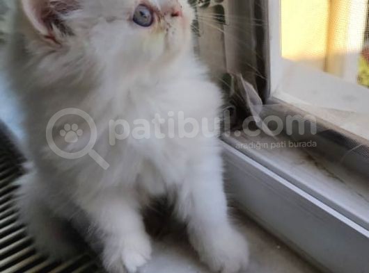 Son Kaldi Safkan Beyaz Ve Sari Chincilla görsel