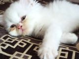Son Kaldi Safkan Beyaz Ve Sari Chincilla