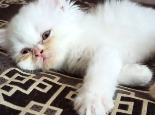 Son Kaldi Safkan Beyaz Ve Sari Chincilla görsel