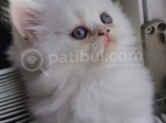 Son Kaldi Safkan Beyaz Ve Sari Chincilla