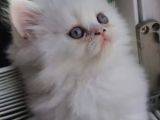 Son Kaldi Safkan Beyaz Ve Sari Chincilla