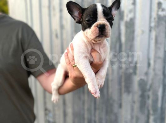 Erkek Dişi Uygun Fiyatlı French Bulldog Yavruları