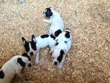 Erkek Dişi Uygun Fiyatlı French Bulldog Yavruları