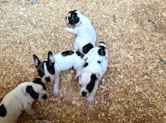 Erkek Dişi Uygun Fiyatlı French Bulldog Yavruları görsel