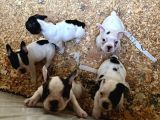 Erkek Dişi Uygun Fiyatlı French Bulldog Yavruları