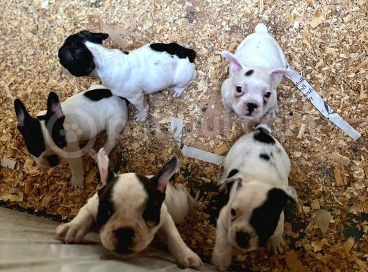 Erkek Dişi Uygun Fiyatlı French Bulldog Yavruları görsel