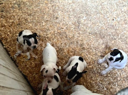 Erkek Dişi Uygun Fiyatlı French Bulldog Yavruları görsel