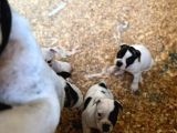 Erkek Dişi Uygun Fiyatlı French Bulldog Yavruları