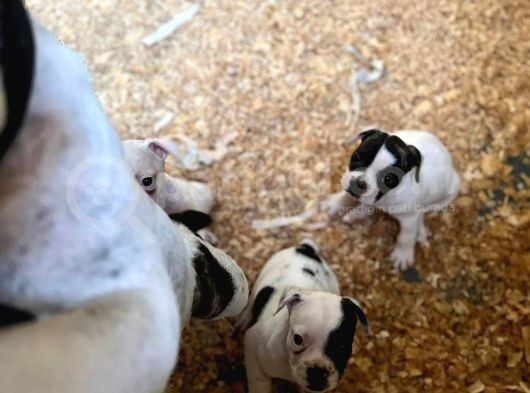 Erkek Dişi Uygun Fiyatlı French Bulldog Yavruları görsel