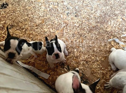 Erkek Dişi Uygun Fiyatlı French Bulldog Yavruları görsel