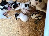 Erkek Dişi Uygun Fiyatlı French Bulldog Yavruları