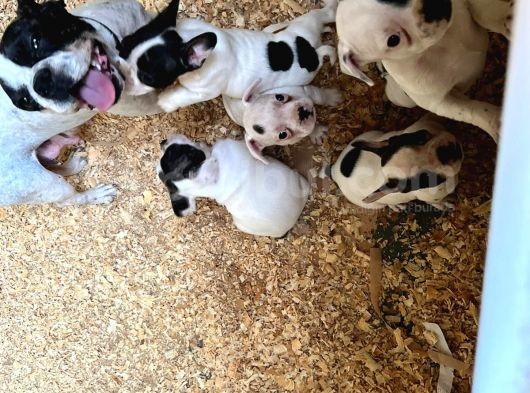 Erkek Dişi Uygun Fiyatlı French Bulldog Yavruları görsel
