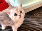 Silver Tabby British Short Hair Kızımız Çok Oyuncu