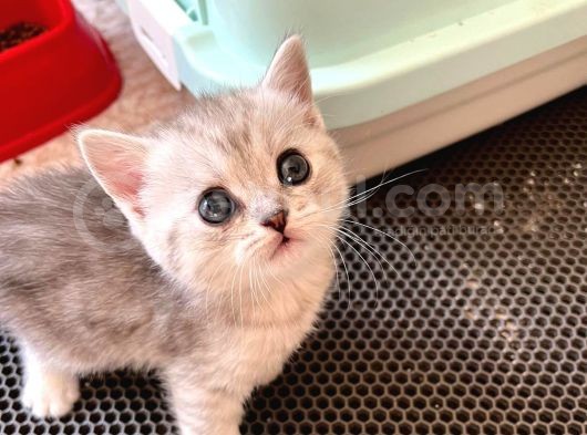 Silver Tabby British Short Hair Kızımız Çok Oyuncu görsel