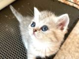 Silver Tabby British Short Hair Kızımız Çok Oyuncu