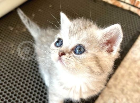 Silver Tabby British Short Hair Kızımız Çok Oyuncu