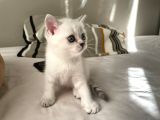 Bri̇ti̇sh Shorthai̇r Erkek Yavru Mama Ve Tuvalet Eği̇ti̇mli̇