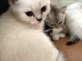 Bri̇ti̇sh Shorthai̇r Erkek Yavru Mama Ve Tuvalet Eği̇ti̇mli̇