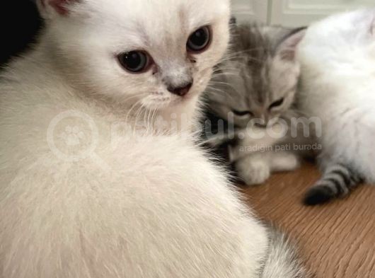 Bri̇ti̇sh Shorthai̇r Erkek Yavru Mama Ve Tuvalet Eği̇ti̇mli̇ görsel