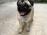 19 AYLIK DİŞİ PUG 