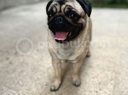 19 Aylik Di̇şi̇ Pug 