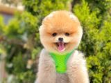 Safkan Teddy Face Pomeranian Yavruları