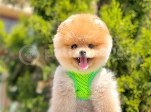 Safkan Teddy Face Pomeranian Yavruları