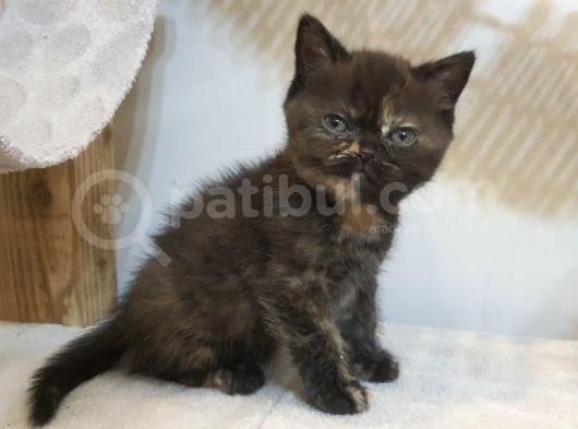 2 Aylık Scottish Straight Ve Scottish Fold Yavruları görsel
