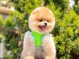 Safkan Teddy Face Pomeranian Yavruları