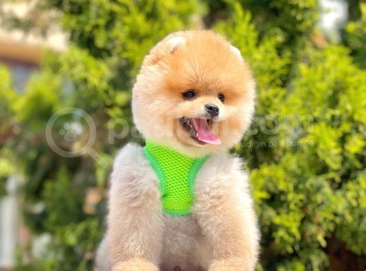 Safkan Teddy Face Pomeranian Yavruları görsel