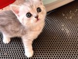 Silver Tabby British Short Hair Kızımız Çok Oyuncu