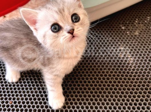 Silver Tabby British Short Hair Kızımız Çok Oyuncu görsel