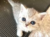 Silver Tabby British Short Hair Kızımız Çok Oyuncu