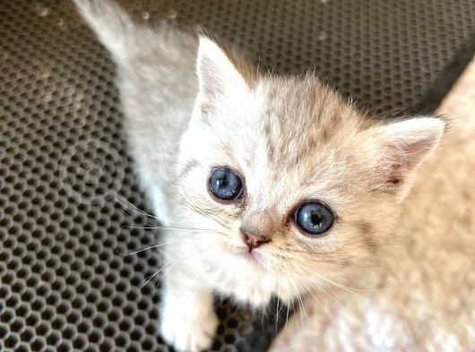 Silver Tabby British Short Hair Kızımız Çok Oyuncu görsel