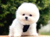 Safkan Teddy Face Pomeranian Yavruları