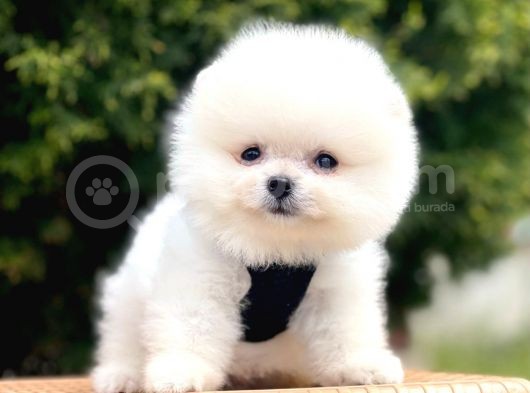 Safkan Teddy Face Pomeranian Yavruları görsel