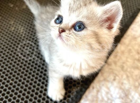 Silver Tabby British Short Hair Kızımız Çok Oyuncu görsel